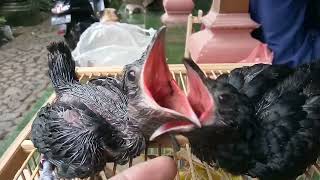 anak burung tuwu