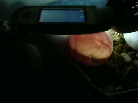 Port Mac Carpet Python Eggs - Embryo Movement, Candling Day 36