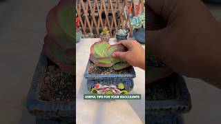 Beginner's Succulent Care: Easy Tips for a Beautiful Plant Garden | 다육이 | 多肉植物