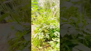 #beatufull music #nature #shortvideo #statusvideo #popular #trending #lovemusic #naturelovers