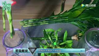 富贵竹在家养几根比较好 风水大师告诉你，让你财气横生