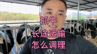 出去抓牛，长途运输，怎么做好应急条例