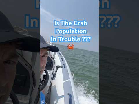 What’s up with the crab population this year? #projectlighthouse #fishing #crabs #chesapeakebay