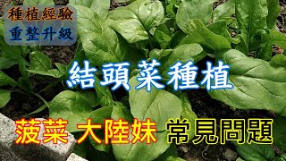 [種植經驗重整升級]04_3 濕黏土壤種植常見問題 結頭菜種植與菠菜 大陸妹生長停滯該如何處理
