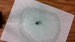 Spiderweb timelapse