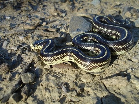 Colubrid Collection (October 2014)