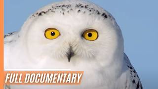 Snowy Owl Magic: Nature's Silent and Mysterious Guardians | Full Documentary