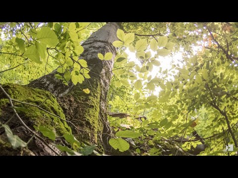 Meditative walk with an old friend, on Tampa, Brasov
