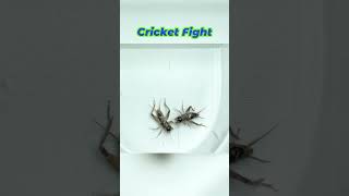 Cricket Fight Arena: The Battle Begins!#CricketFight#CricketBattle#BugBattles#InsectFight#Shorts