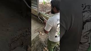 RAT SNAKE 🐍 🐍🐍                       #viral #anime #india #snake #snakelife #wildlife #trending