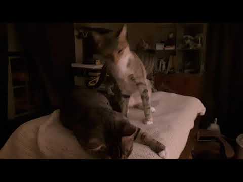 Ella Will Always Love Her Kittens