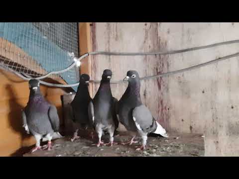 Pilot pigeon