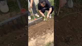 A good tool for planting onions easily and quickly
