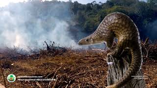 Sunda Pangolin Manis javanica  - Asia