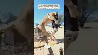 #animals​ #animal​ #animalshorts​ #animalstories​