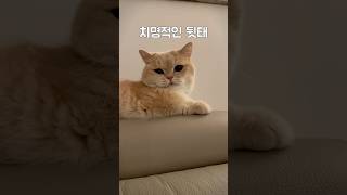 내 엉댕이 어떠냐옹 #먼치킨#고양이#cat#munchkin