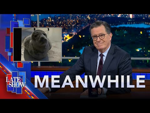 Meanwhile... Seal Rescue In Connecticut | NYC Can't Stop Turnstile Jumpers | Baby Born On NYC Subway