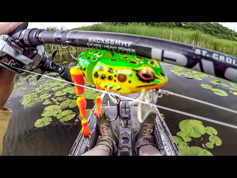 Hammering Bass With Freddy The Frog!