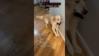 Hilarious Dogs Caught in the Act – Part 4 🐶💀