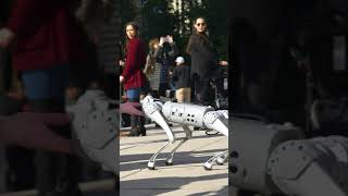 Robot Dog at the Bean in Chicago! #robot #robotdog #robodog #robotics #youtubeshort #android
