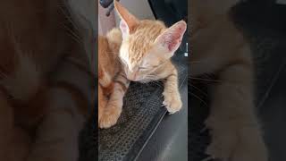 kittens #kitten #straycat #cat #animals #trending #feed #ytshorts #viralcat #viralshorts