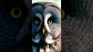 owl sound #owls #shorts #nature #beauty #best #shortsfeed #birds #wildlife #viral #trending
