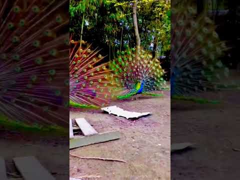 Beautiful Peacock 🦚 #shorts_video #love #youtubeshorts #peacock