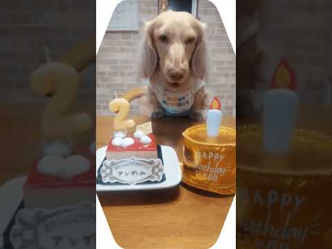 愛犬でchpichpichapachapaして動かしてみた｡#short #shorts  #memes  #meme #いぬ #いぬのいる生活 #ダックス #ダックスフンド