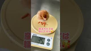 瀬戸南高校にかわいいヒナがやってきた！！　#shorts　＃高校生　＃動物　＃ひよこ　＃農業　＃癒し