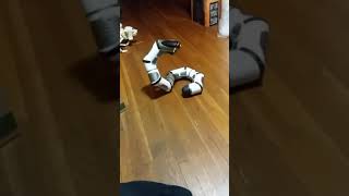WowWee Roboa #3 FOR SALE (SOLD)