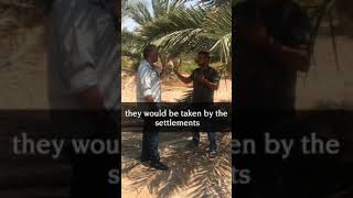 Zaytoun Medjoul dates from Palestine