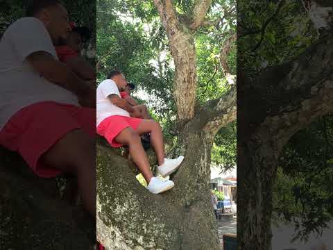 Hanging out with wild monkeys 🐒 #animal #viral #wild #cute #monkey #shorts #ape