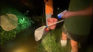 台湾生态保护的太好了，乡间水沟野生鱼泛滥，不需要技术，随便一捞就是一桶了！