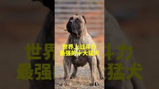 你知道世界上战斗力最强的十大猛犬都有哪些吗？