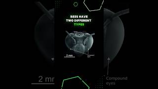 How Bees See the World