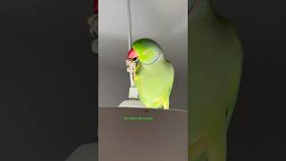 #birds #parrot #beautifulworld #funnyparrot #animals #papagei #papagei #papagal #funnyanimals