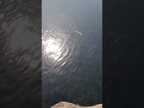 忍野八海