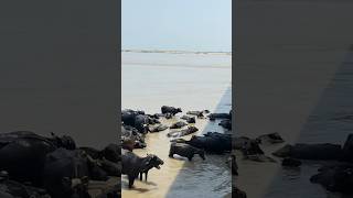 Buffalo swimming in Indus river #indusriver #villagekahaniyan #villagevlog #indianvillagelife