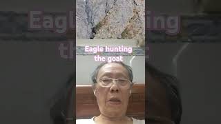 Eagle hunting the goat.    #wildlife #wildbeasts #eagles