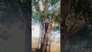 மேல்விஷாரம் வால்மீகீஸ்வரர் திருகோயில் நாகர்கள் தரிசனம். #shorts #sivankoil #sivan #shivshankar