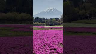 日本富士山罕見露臉！#麥可兔看世界 #旅遊 #日本 #富士山 #富士芝櫻 #東京 #japan