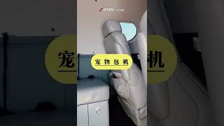 今日份的尊贵乘客，爱胡萝卜不爱香槟 可爱得也太超过了吧！萌宠出道计划 热门 宠物包机 私人飞机 公务机