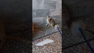 #catshorts#cat#cats #catlover #catvideos #catlovers #catholic #short #shorts#shortvideo #subscribe