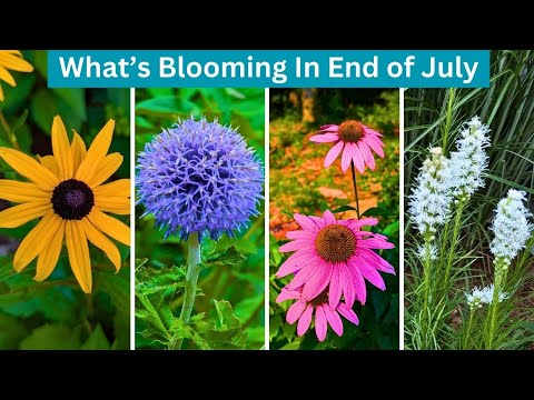 What's Blooming? End of July 🌺 Garden Tour 2024