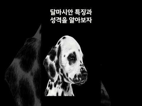 달마시안 강아지 특징과 성격을 아시나요? #강아지 #동물 #달마시안