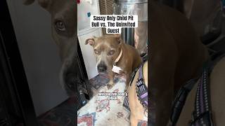 Sassy Only Child Pit Bull vs. The Uninvited Guest #dogshorts #pitbullsofficial #bullybreed #dogs