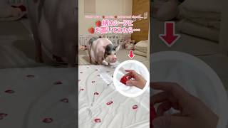 しらたまちゃんイチゴを発見できるかな🍓？　#マイクロブタ #ミニブタ #ブタ #micropig #minipig #pig