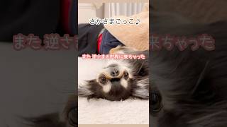 えびちゃんの大好きな 逆さま♪ #shorts #なつかシリーズ #癒し #チワワ #ほのぼの #こたつのある生活