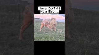 Never Do THIS Near Bison...