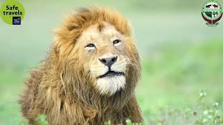 Ngorongoro Crater and Ndutu Live streaming